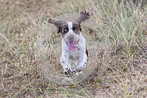 Happy spaniel puppy running