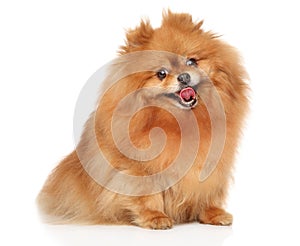 Happy Spitz dog on white background