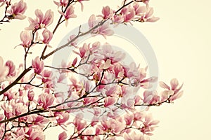 Happy spring day. magnolia blooming tree., natural floral background. beautiful spring flowers. magnolia tree flower