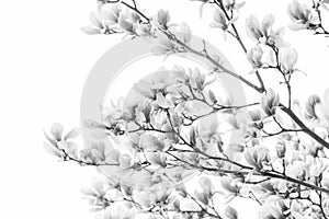 Happy spring day. magnolia blooming tree., natural floral background. beautiful spring flowers. magnolia tree flower