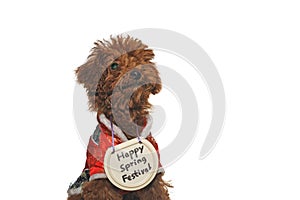 Happy Spring Festival poodle dog