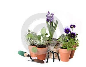 Happy Spring Time Herb Gardening on White Backgrou