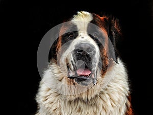 A Happy St. Bernard Dog Portrait