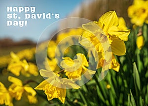 Happy St. David's Day