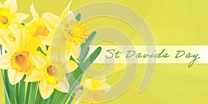 Happy St Davids Day Banner - Illustration with Yellow Daffodils