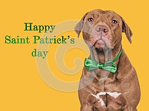 Happy St. Patrick's Day. Lovable, pretty puppy