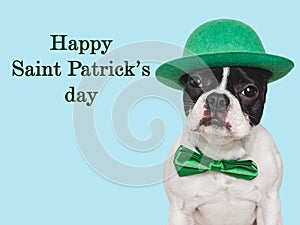 Happy St. Patrick's Day. Lovable, pretty puppy