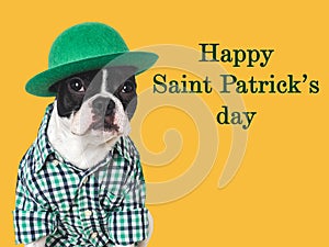 Happy St. Patrick's Day. Lovable, pretty puppy