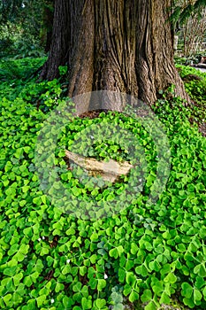 Happy St. Patrickâ€™s Day, field of shamrocks growing in a woodland garden, as a holiday nature background