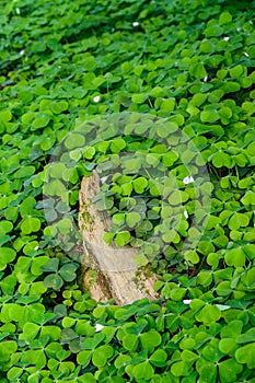 Happy St. Patrickâ€™s Day, field of shamrocks growing in a woodland garden, as a holiday nature background