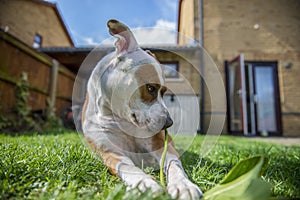 Happy Staffordshire Bull Terrier