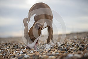 Happy Staffordshire Bull Terrier