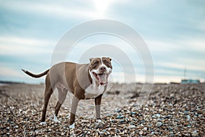 Happy Staffordshire Bull Terrier