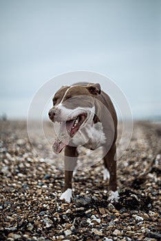 Happy Staffordshire Bull Terrier