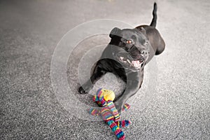 Happy Staffordshire bull terrier dog lying on a grey carpet looking towards window light. He has a colouful toy monkey at his feet