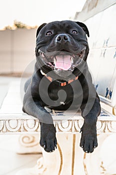 Happy Staffordshire Bull Terrier dog on a stone bench