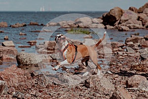 Happy Staffordshire Terrier gnaws a stick and runs along the waterbank and rocks