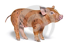 Happy Standing Young pig mixedbreed, isolated photo