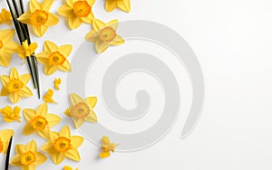 Happy start of spring poster. Beautiful yellow daffodils isolated on white background