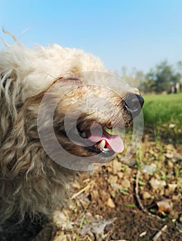 Happy stray dog