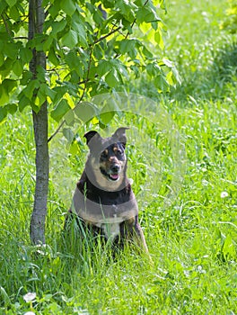 Happy stray dog having rest