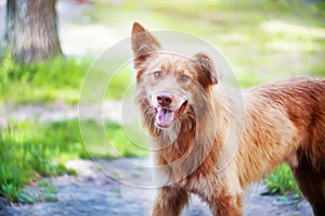 Happy stray dog