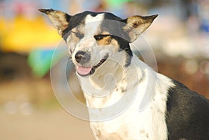 Happy Stray Dog