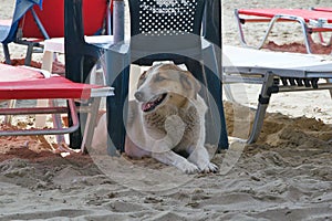 Happy stray dog& x27;s vacation on the beach. Greece