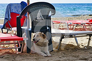 Happy stray dog's vacation on the beach. Greece