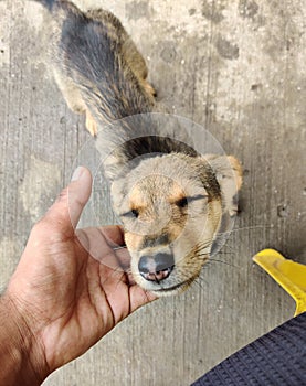 A happy street dog. Pariah breed. photo