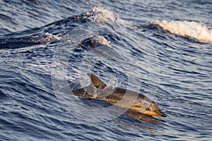 Happy striped dolphin juming at sunset