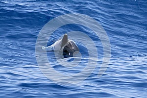 Happy striped dolphin juming at sunset