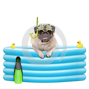 Happy summer pug dog with goggles and snorkel, on vacation, in inflatable pool