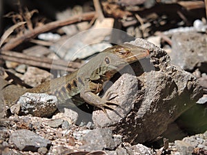 Happy Sun Bathing Ground Lizard