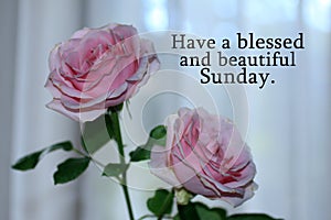 Happy Sunday card greeting with beautiful pink roses blossom on white background. Sunday morning text message with flowers.