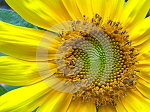 Happy yellow Sunflower photo