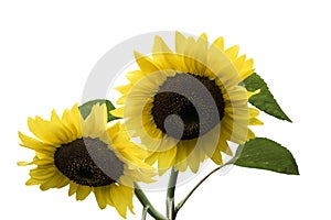 Happy sunflower close up, isolated. Yellow petals almost ripe. Beautiful composition in August