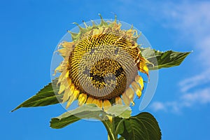 Happy sunflower smiling face