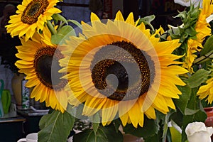 Happy sunflowers