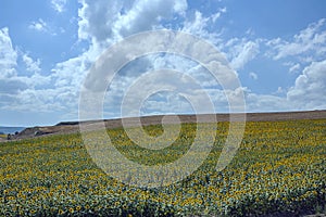 Happy sunflowers in the field.