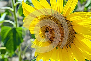 Happy sunflowers in the field pollinated by bees