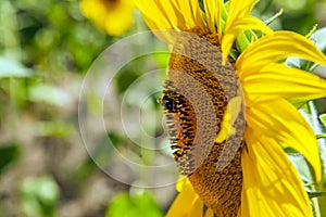 Happy sunflowers in the field pollinated by bees