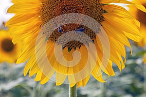 Happy sunflowers in the field pollinated by bees