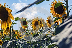 Happy sunflowers in the field pollinated by bees