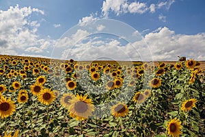 Happy sunflowers in the field pollinated by bees