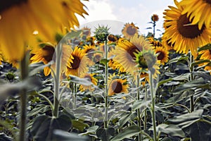 Happy sunflowers in the field pollinated by bees