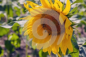 Happy sunflowers in the field pollinated by bees