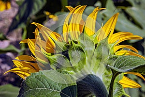 Happy sunflowers in the field pollinated by bees