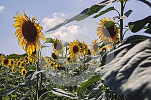 Happy sunflowers in the field pollinated by bees