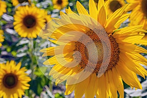 Happy sunflowers in the field pollinated by bees